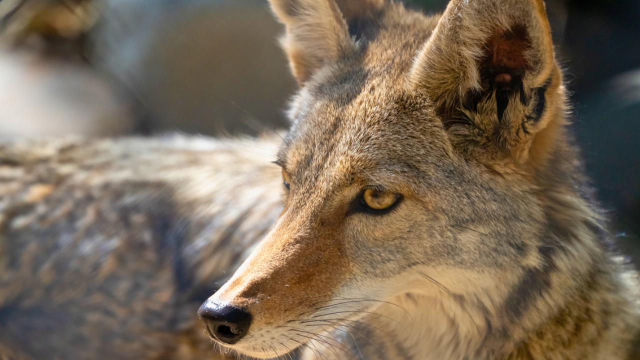 The best rifles for coyote hunting