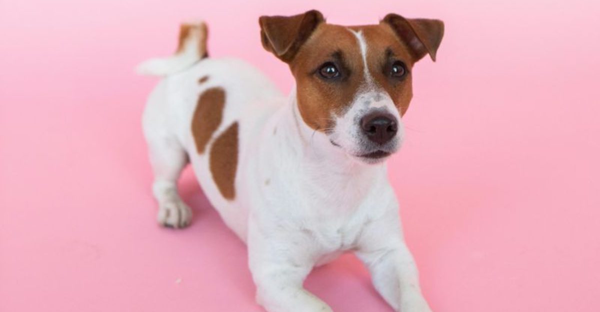 10 breeds that commonly fixate on moving things – bikes, cats, kids ...