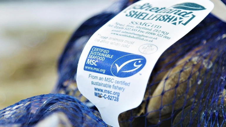 When buying seafood, it's a major red flag if you can't find these ...
