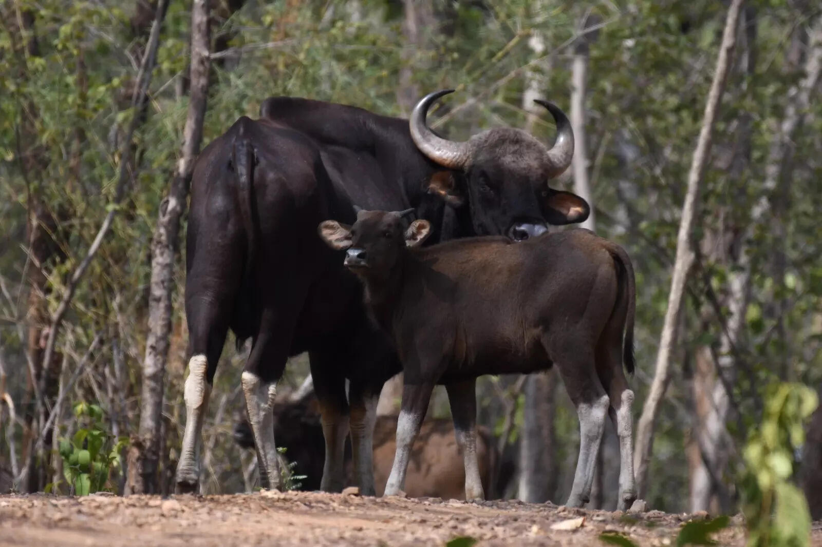 Bison count rises by 60 at Odisha's Debrigarh Wildlife Sanctuary in ...