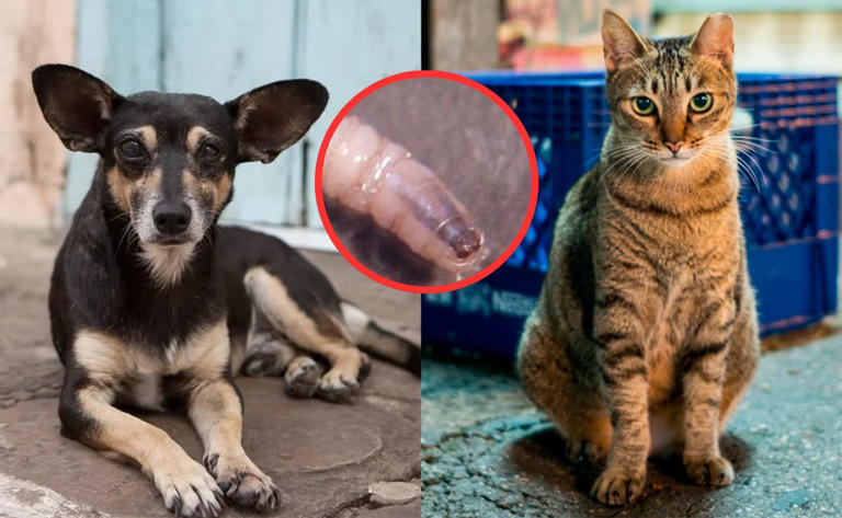 ¿Cómo identificar el gusano barrenador en mascotas?; conoce qué hacer ...
