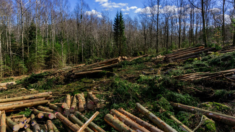 Officials warn forests near total collapse as crisis reaches ...