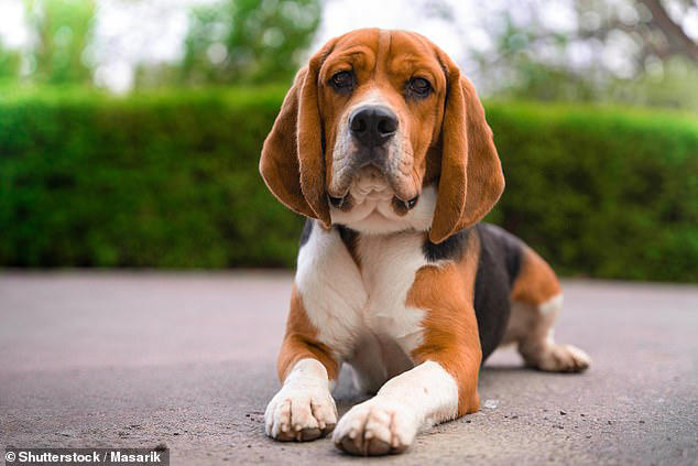 The happiest-looking dogs, according to science - so, do you agree with ...