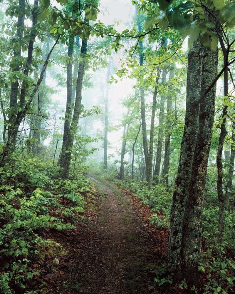 10 wildlife and nature experiences in Virginia that most tourists don’t ...