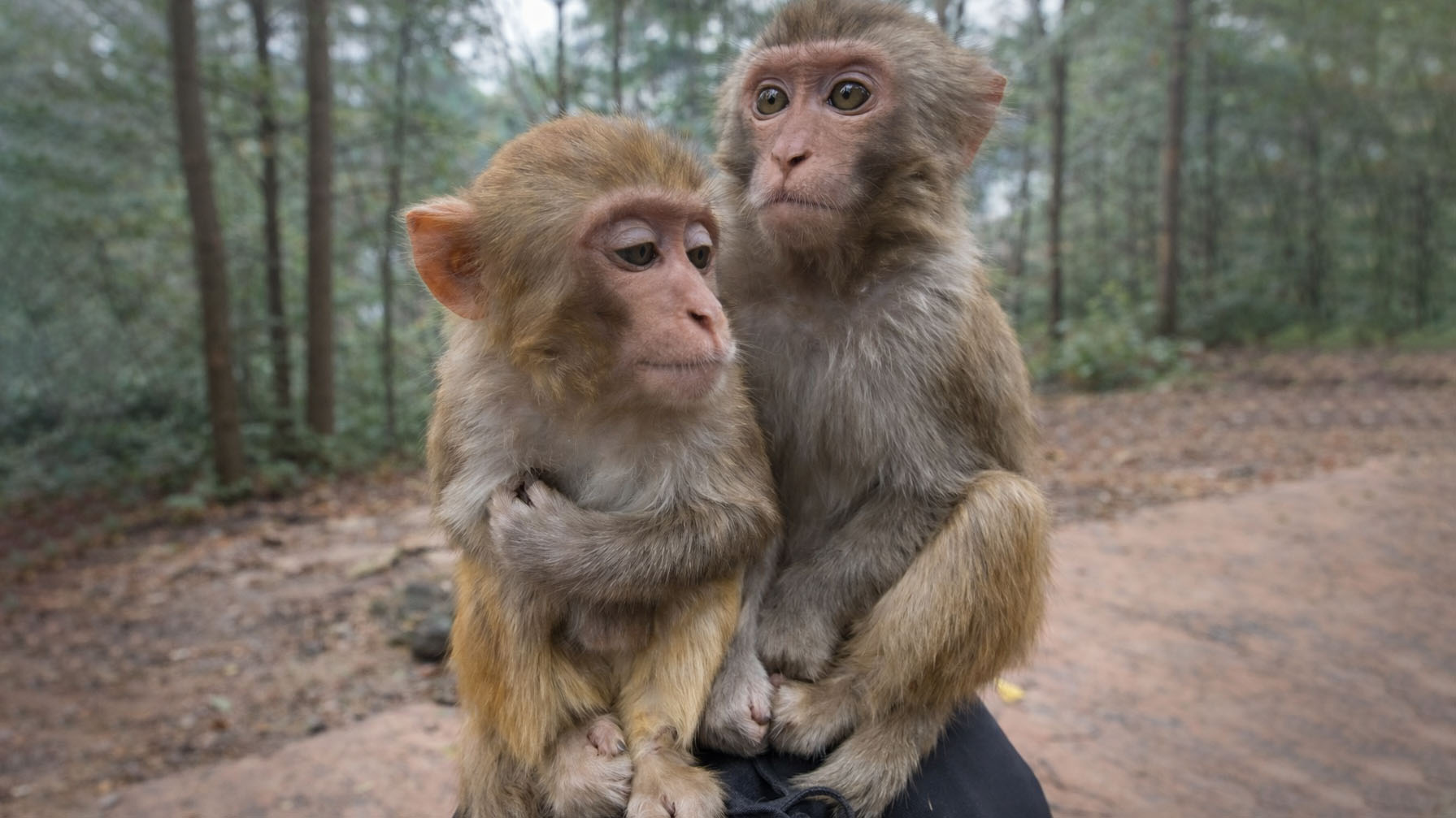 Adorable monkey siblings stick together