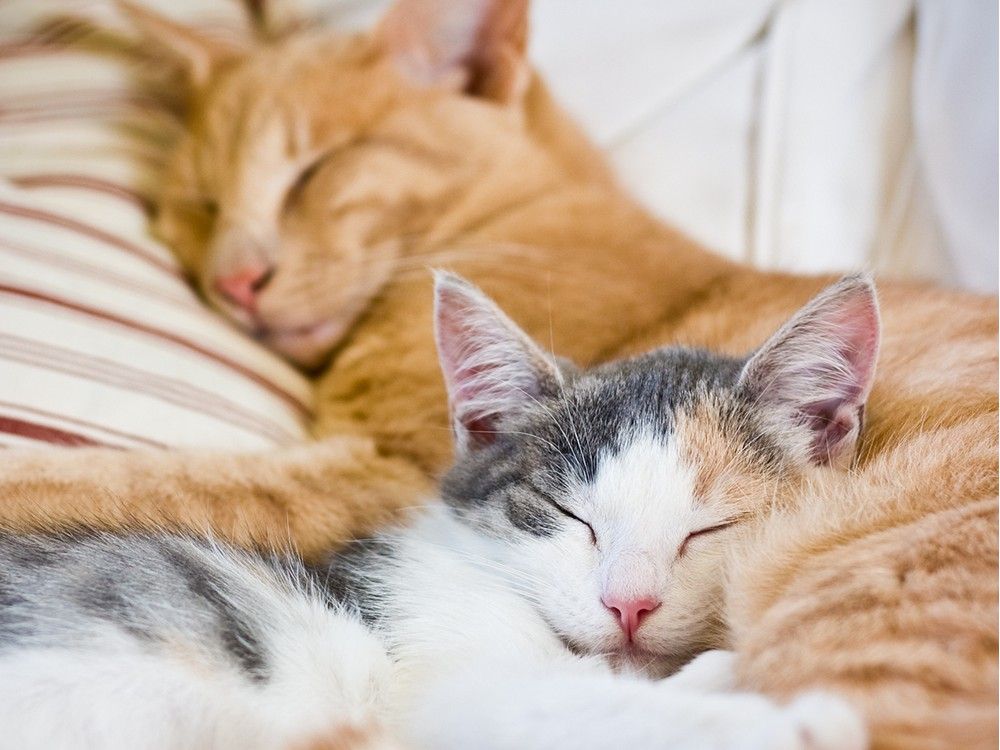 Four cats will remain divided between ex-couple after custody battle ...