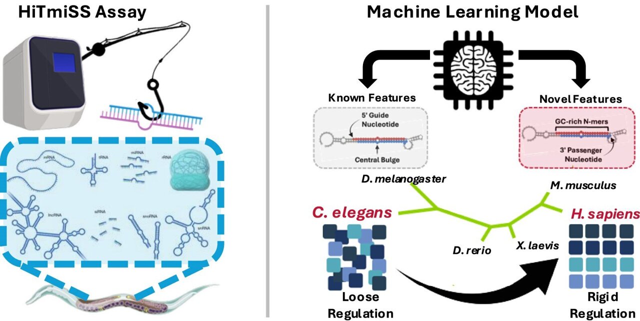 Decoded rules of microRNA strand selection reveal conserved ...