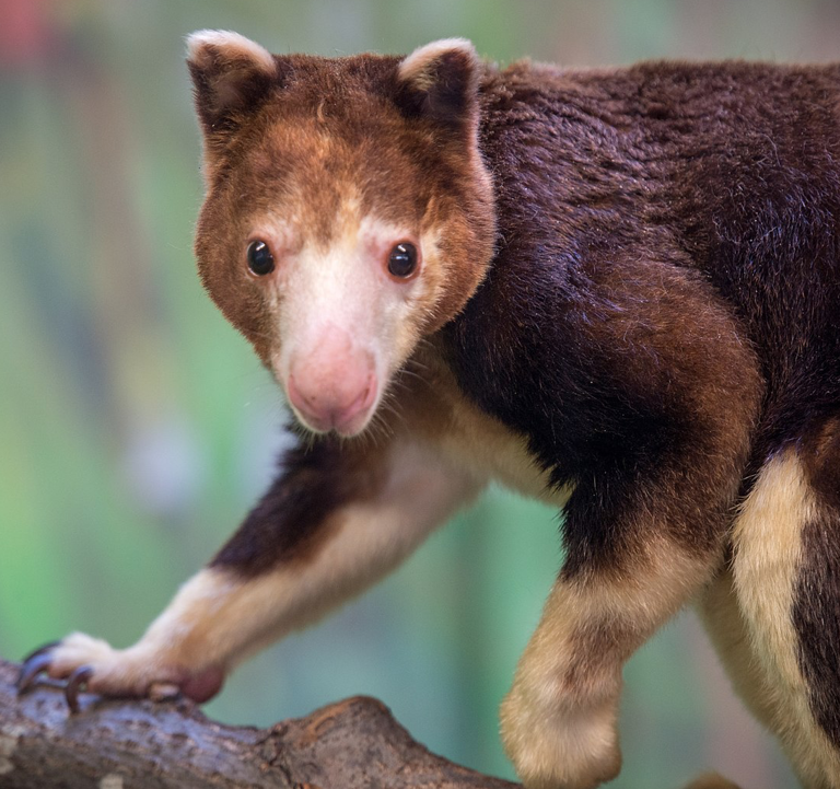 This tree kangaroo quenching his thirst is top-notch animals drinking ASMR