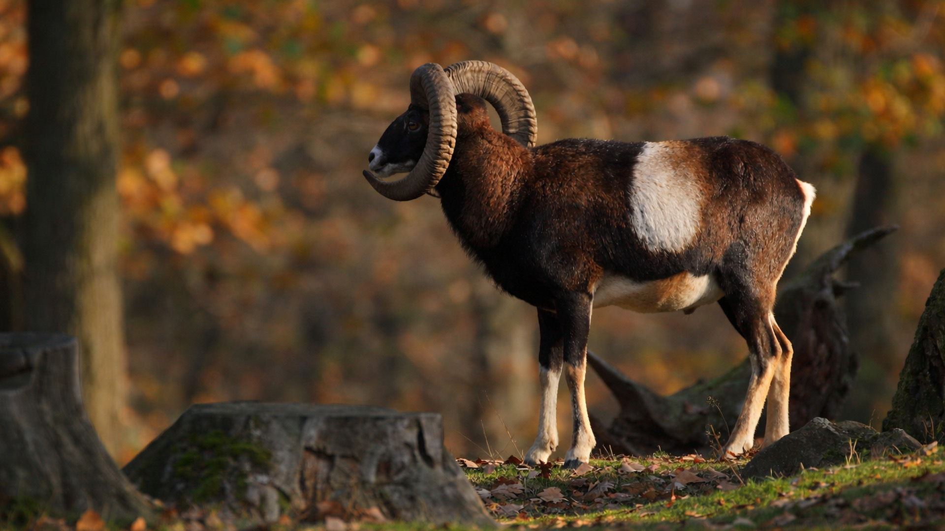 The mighty mouflon of the forest