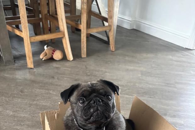New 'pug café' with dogs available for adoption set to open in the city