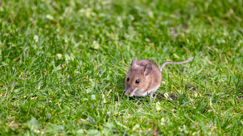 Say goodbye to mice in your garden with the help of this kitchen herb