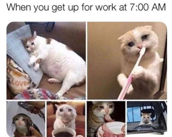 7 Meme Kucing Saat Mager Sebelum Kerja – 7 Meme Kucing Saat Mager Sebelum Kerja