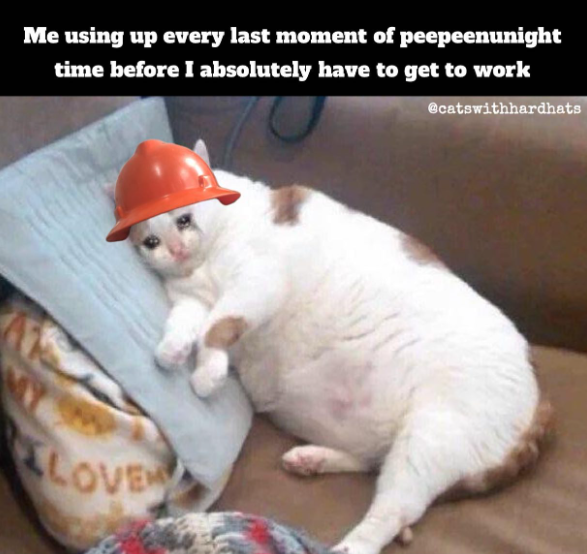 7 Meme Kucing Saat Mager Sebelum Kerja – 7 Meme Kucing Saat Mager Sebelum Kerja