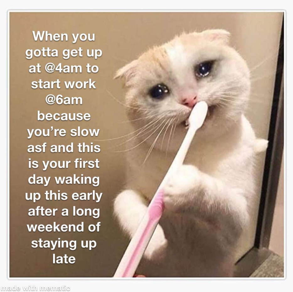 7 Meme Kucing Saat Mager Sebelum Kerja – 7 Meme Kucing Saat Mager Sebelum Kerja