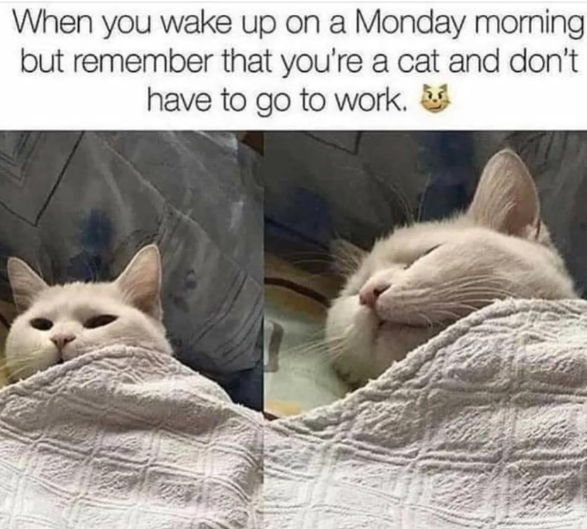 7 Meme Kucing Saat Mager Sebelum Kerja – 7 Meme Kucing Saat Mager Sebelum Kerja
