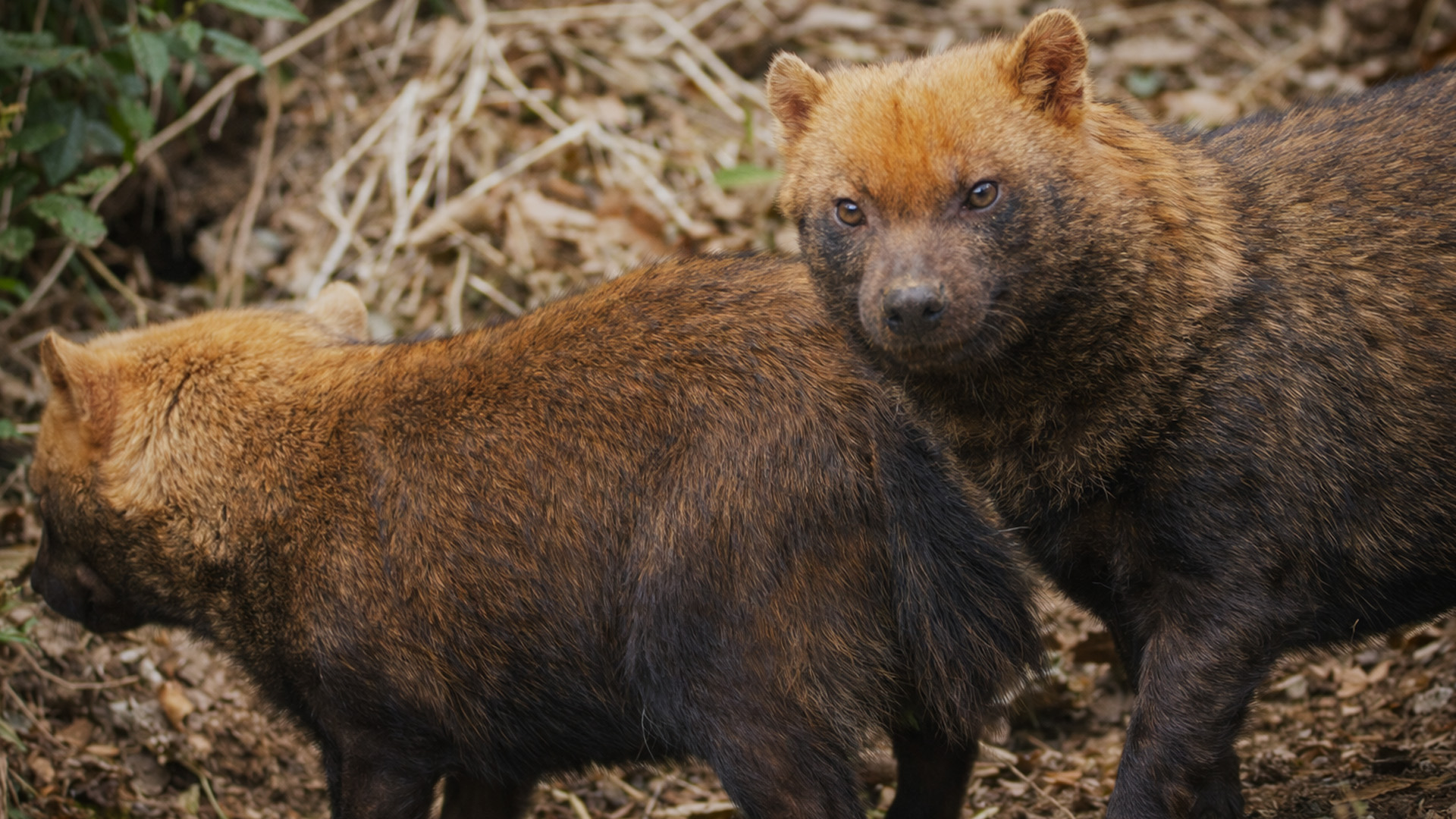 Curious bush dogs exploring the forest