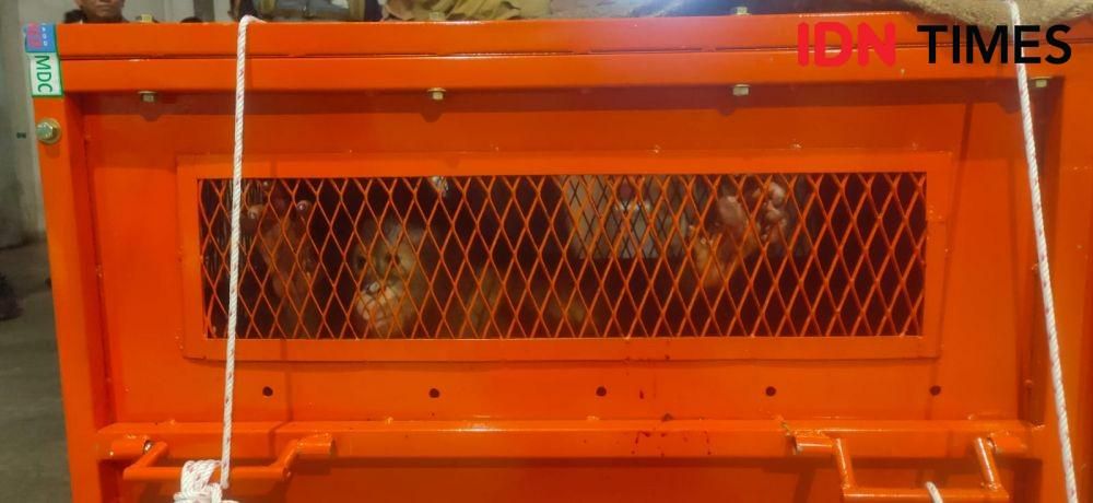 Indonesia dan Jepang Kolaborasi Lindungi Orangutan di Ehime – Indonesia dan Jepang Kolaborasi Lindungi Orangutan di Ehime