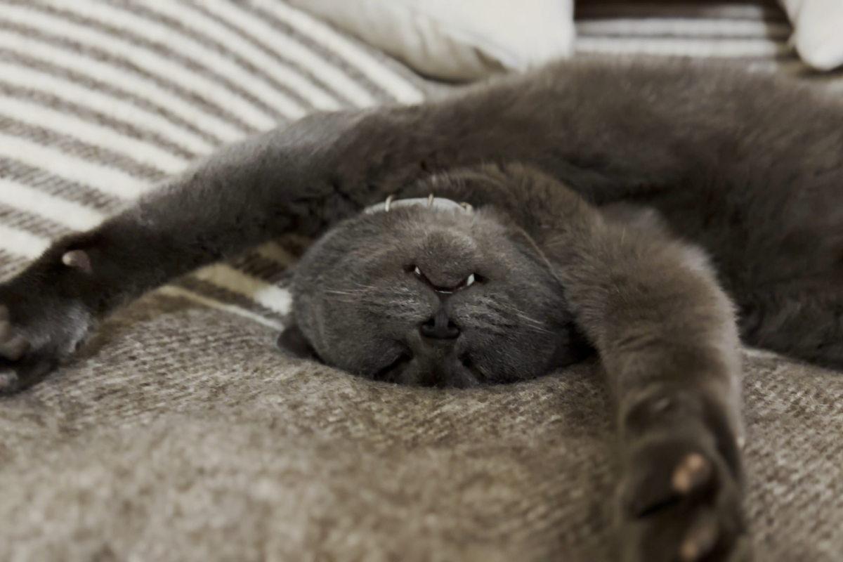 Gray cat’s hilarious half-asleep face makes her look straight-up taxidermy