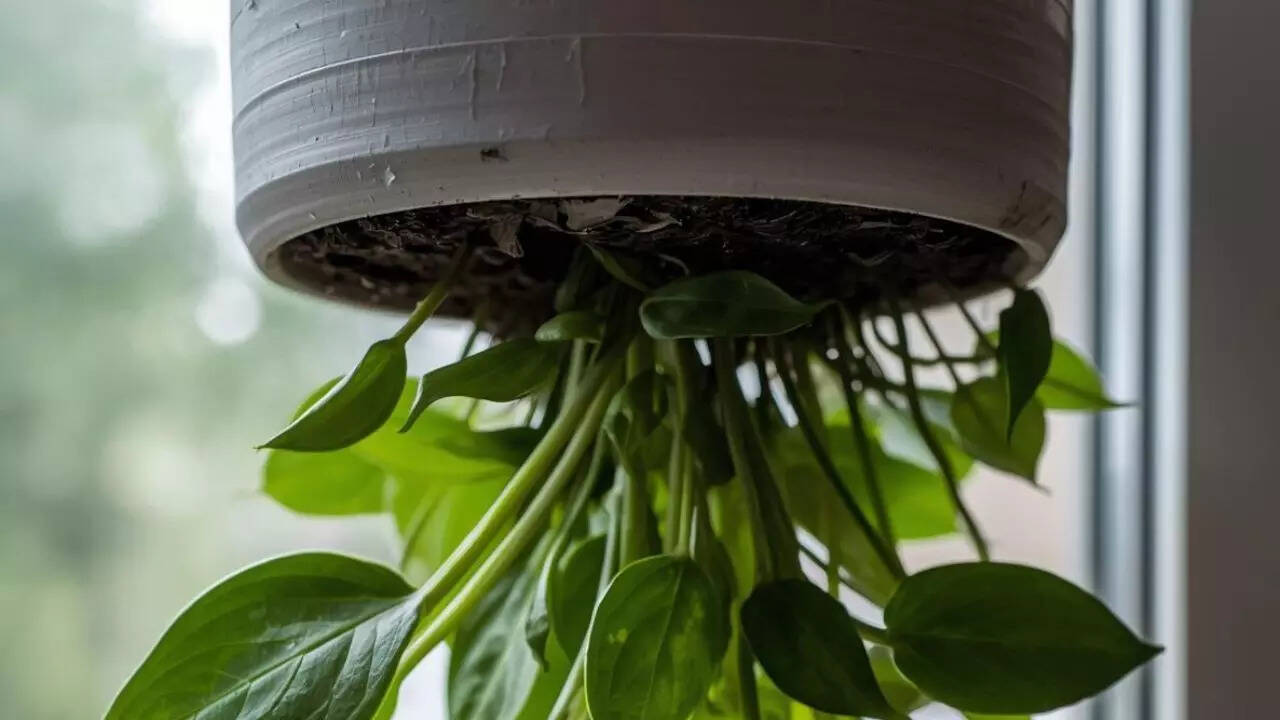 Grow plants upside down: Here’s how the upside-down gardening trick ...