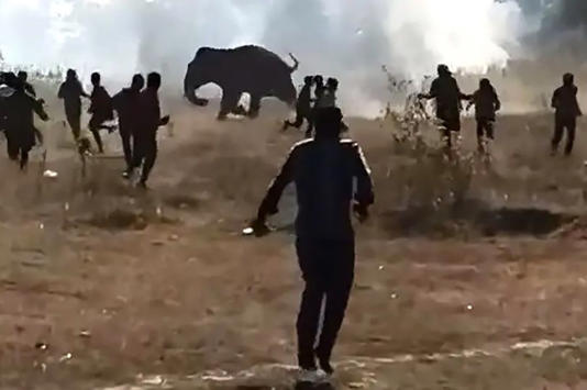 Rampaging elephant