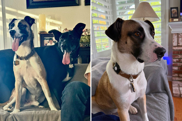 Dog cruelly tossed out moving truck in LA—then a stranger read his story