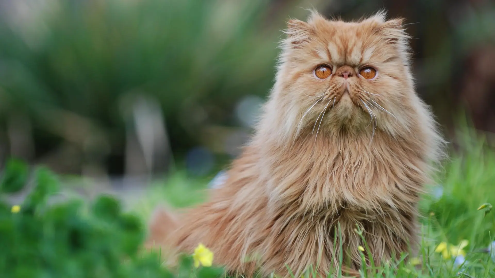 Los problemas de salud más comunes en los gatos de la raza persa