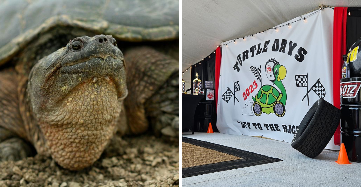 An Indiana community runs a festival dedicated to a legendary giant turtle