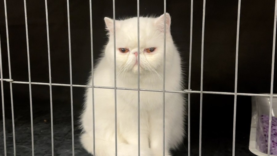 Cat lovers gather in Burlington for Vermont Cat Show
