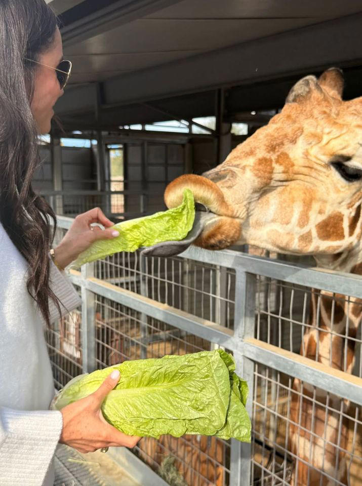Meghan Markle/Instagram Meghan Markle feeds a giraffe