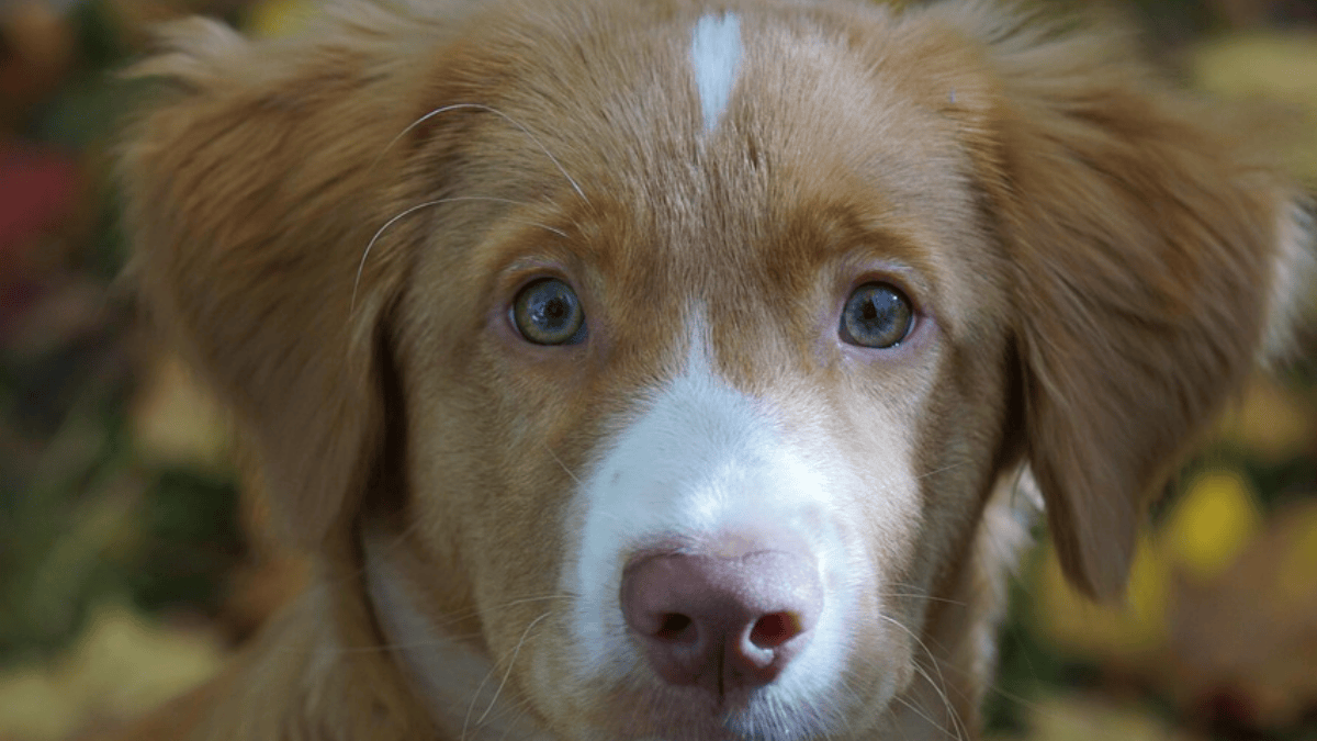 When your dog looks at you, this is what goes on in its mind