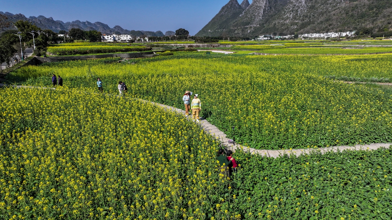 贵州兴义：油菜花开乡村美