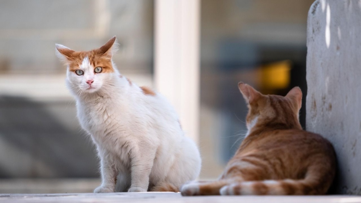 9 words that can stress or worry your cat, according to experts