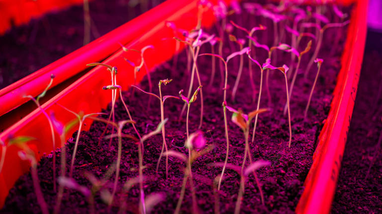 Red grow light types you should know (& the best way to grow your ...