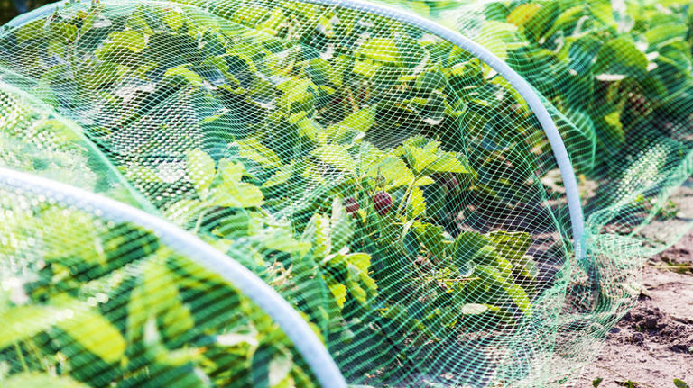 Insect netting: What is it and how to effectively use it to protect ...