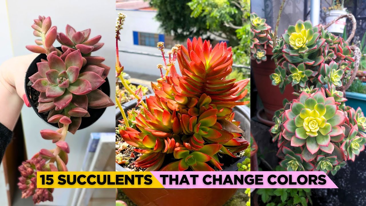 15 stunning succulents with naturally changing colors