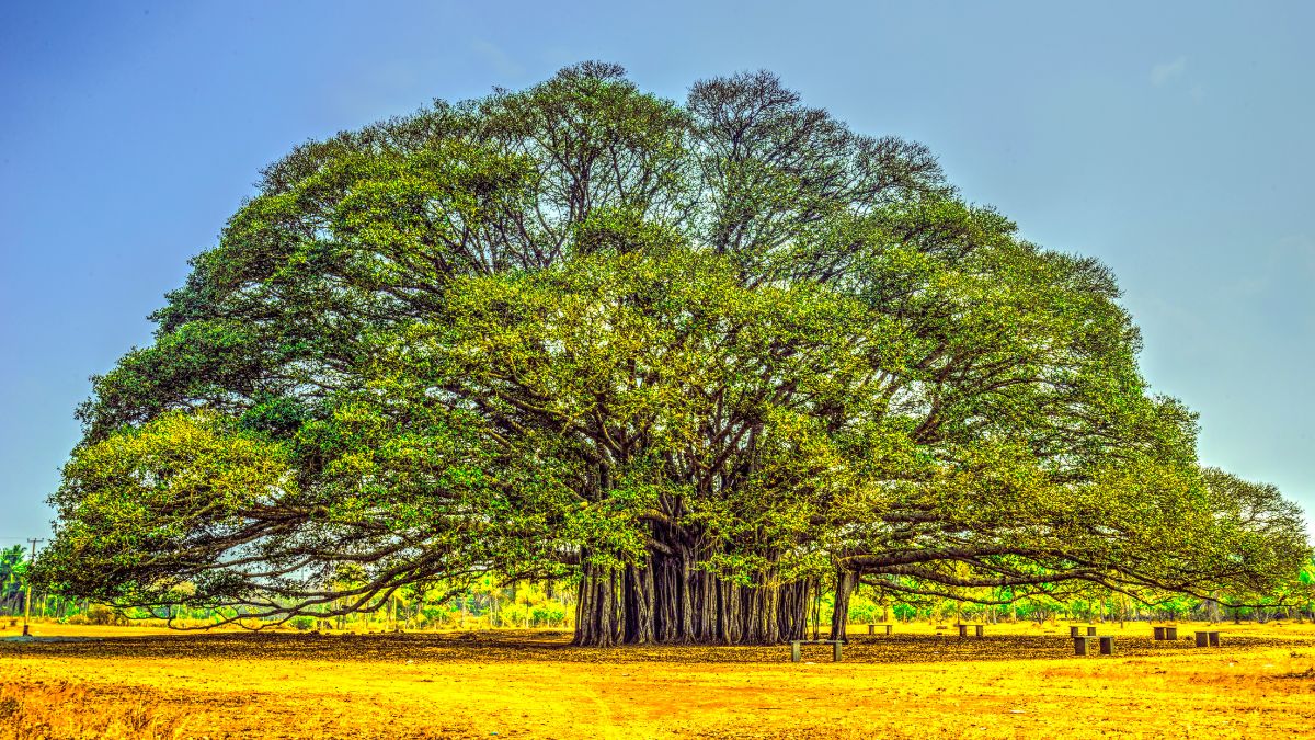 Which tree is known as the king of trees?