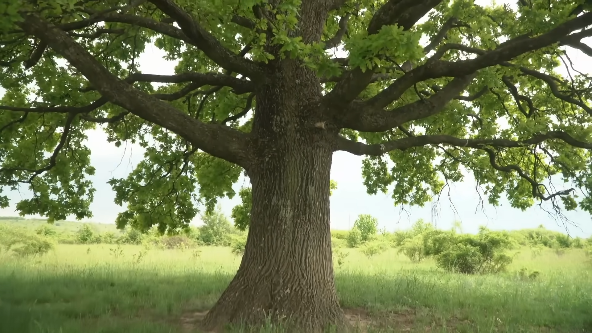 Ranking trees by survival traits that actually matter