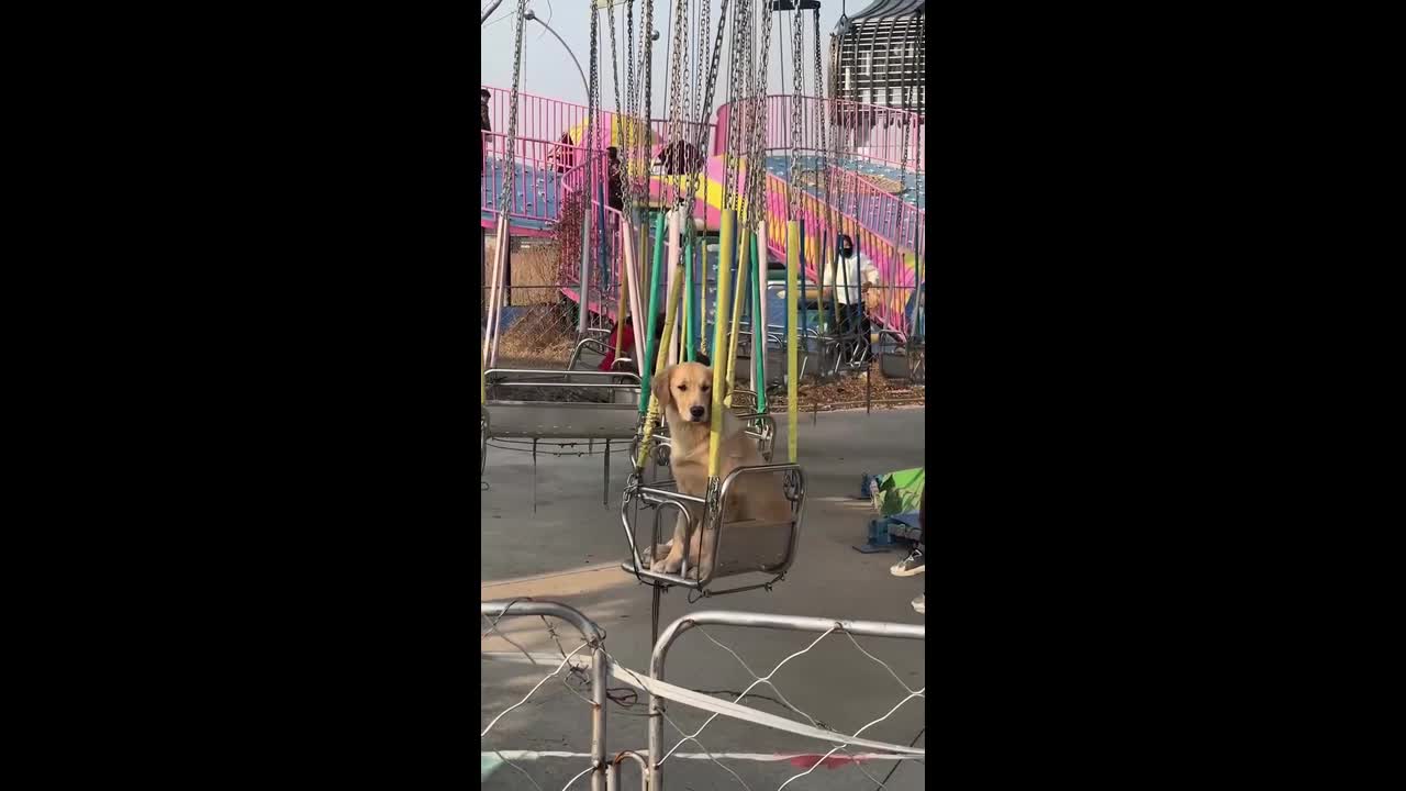 Golden retriever rides spinning swing ride at amusement park