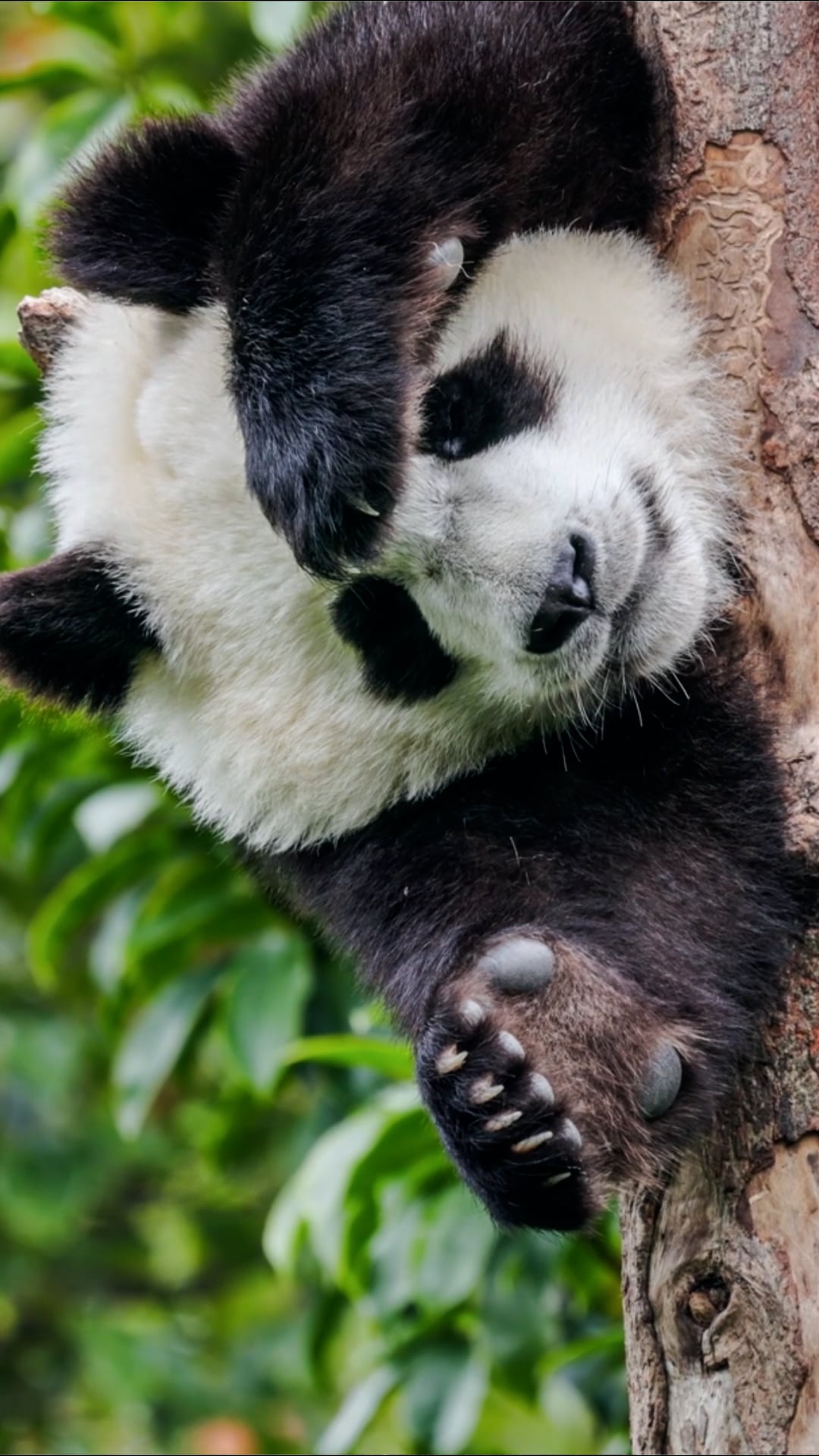 Up close with giant pandas: Peaceful bamboo munching and playtime
