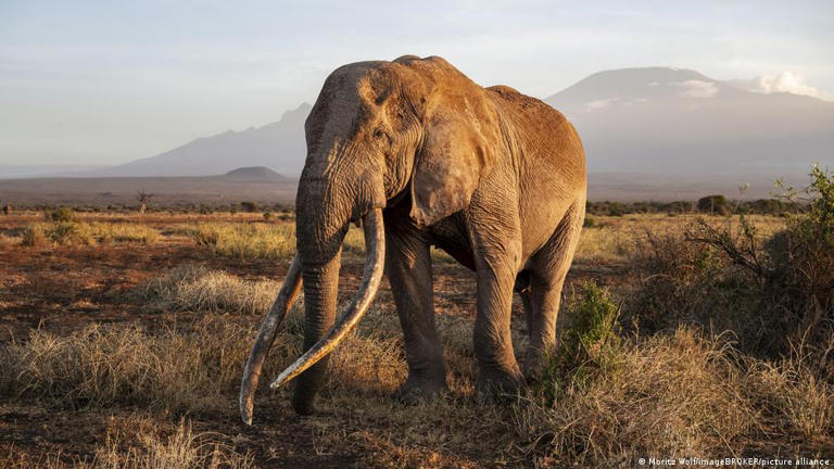 An iconic super tusker, named Craig, died of natural causes in January, 2026. These elephants, renowned for their long tusks, roam the savannah between Tanzania and Kenya. Tanzania's Mount Kilimanjaro can be seen in the background