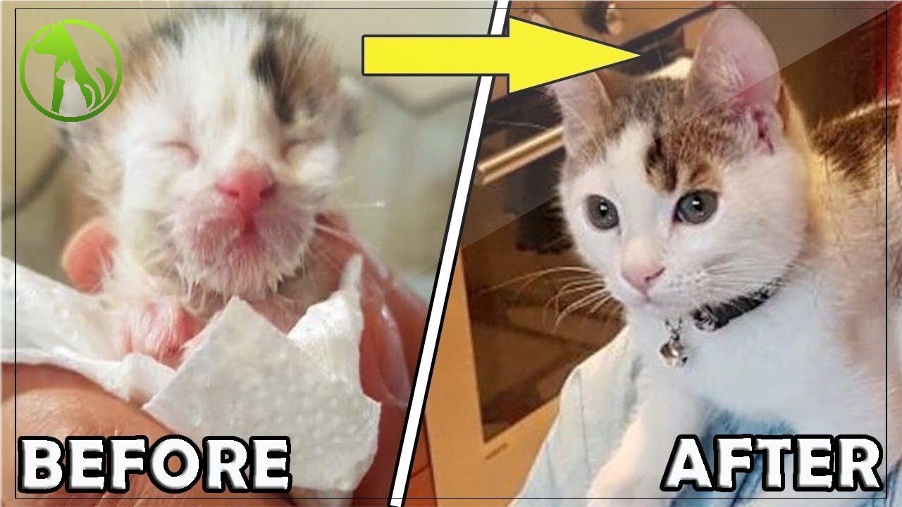 Kitten rescued from dumpster reveals it’s an extremely rare animal