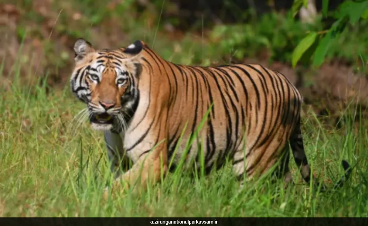 Tiger deaths continue in Kaziranga, third found dead due to infighting