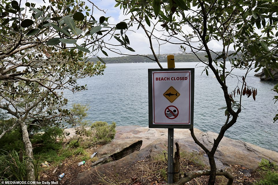 Family of boy who risked life to save friend from shark speaks out