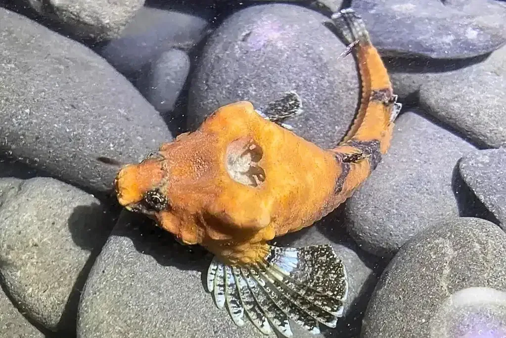 Scientists finally think they know why this fish has a hole in its head