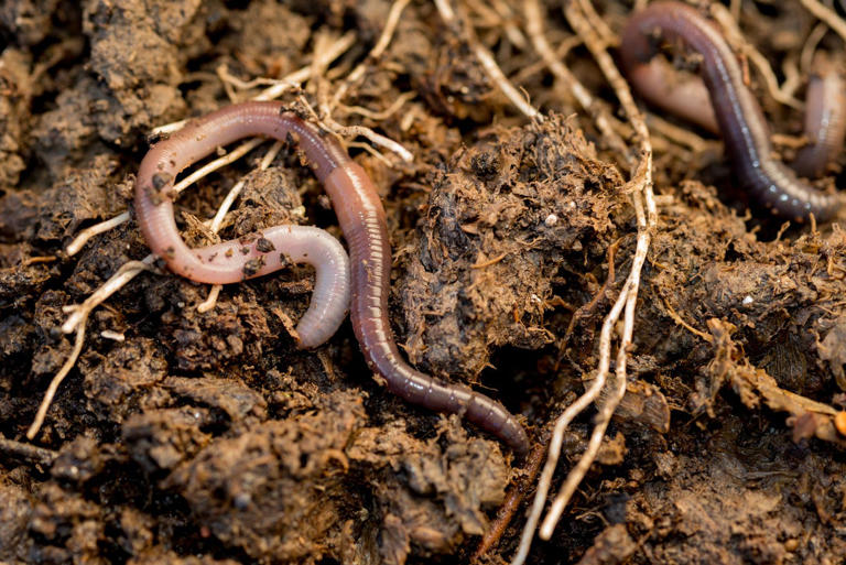 From the 45cm rule to 'worm work': The ultimate guide to lazy composting