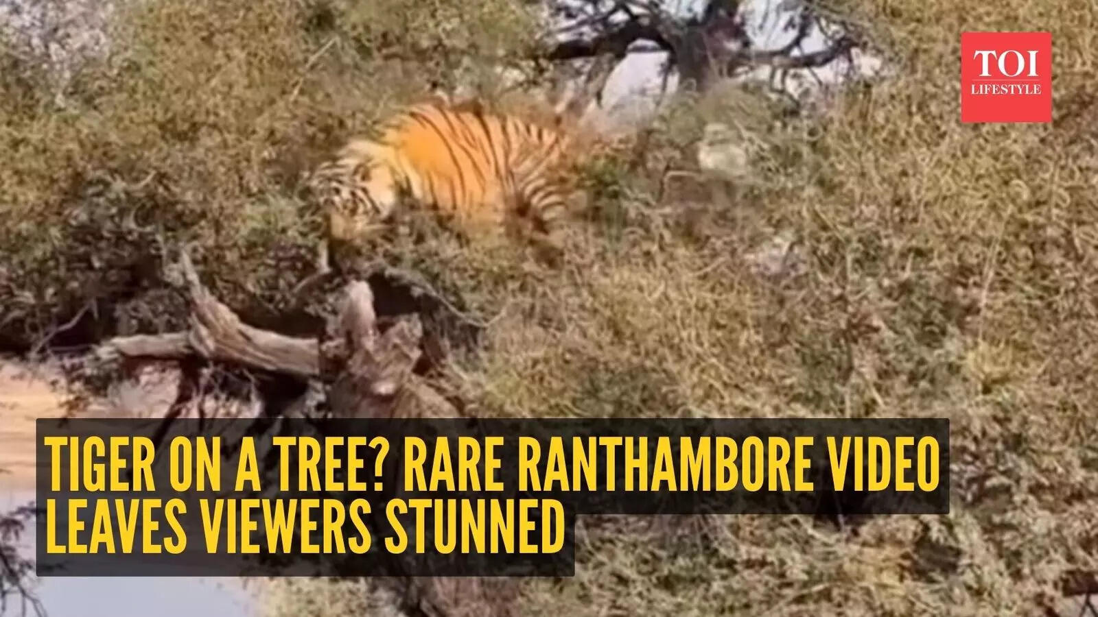Watch Tiger on a tree? Rare Ranthambore video leaves viewers stunned