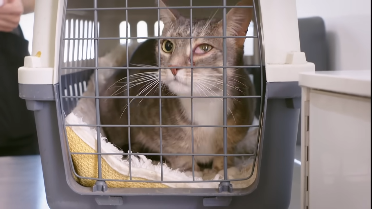 Why this cat nearly lost an eye and how he got lucky instead