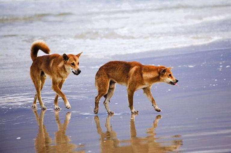 Tragic last moments of teenage backpacker found surrounded by dingoes