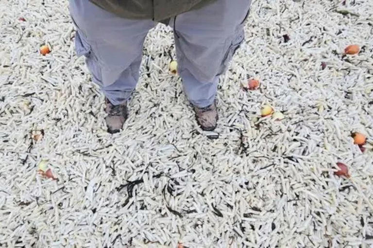 Holidaymakers baffled as thousands of chips wash up on beach in tourist ...