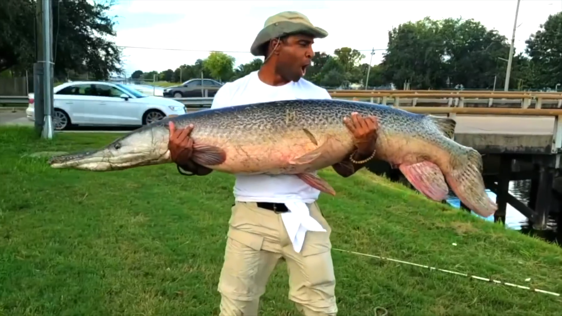 Why Giant Tiger Catfish Showing Up in Florida Is a Big Problem